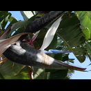 Ebenso wie die zur selben Familie gehörende Baum-Strelitzie